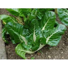 BIETINA VERDE