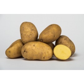 PATATE Agria a Pasta Gialla