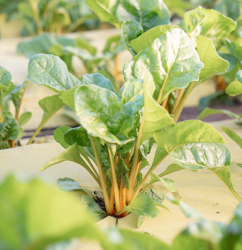Produzione Sanvida ortaggi