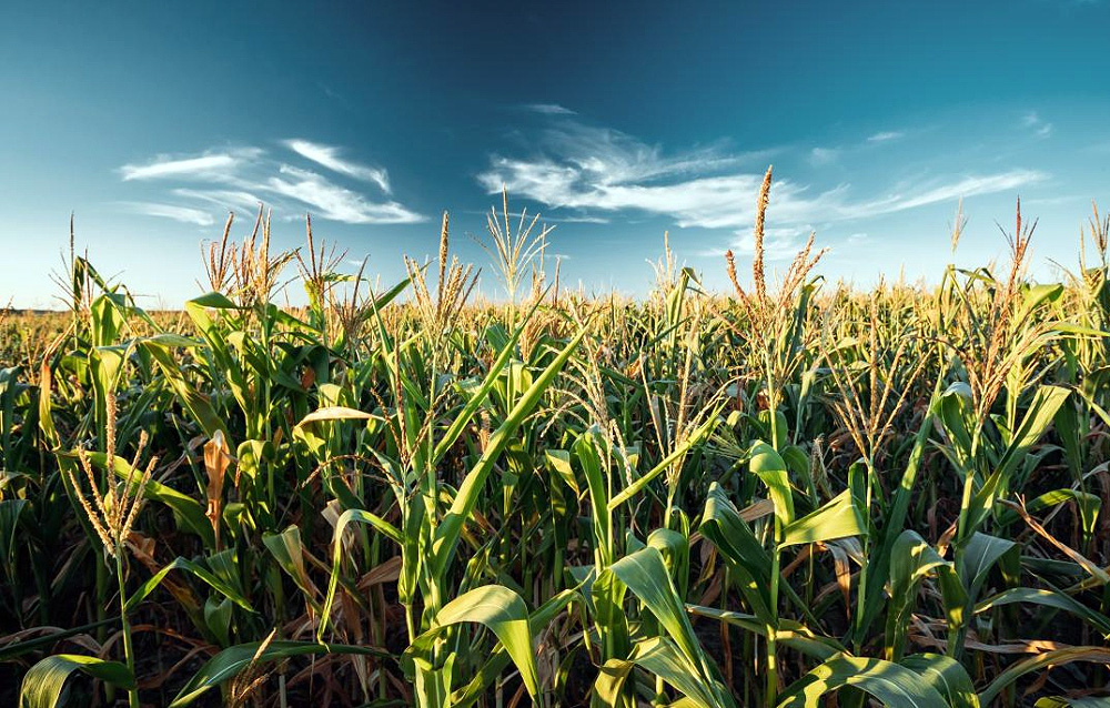 SostenibilitÃ  e cambiamento climatico